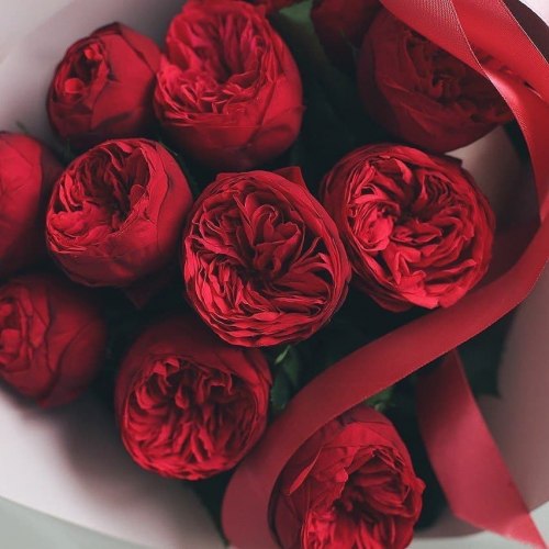 Пионовидная роза Ред Пиано (Red Piano)