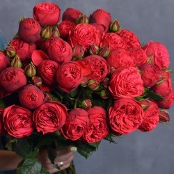 Пионовидная роза Ред Пиано (Red Piano)