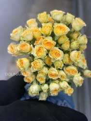 Кустовая роза Бандолеро (Bandolero)