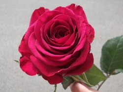 Роза Распбери (Roseberry)