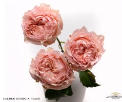 Кустовая роза Джоржиа Пич (Georgia Peach) пионовидная