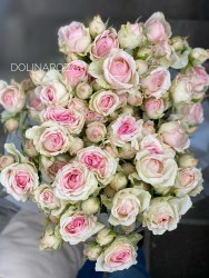 Кустовая роза Динара (Dinara)