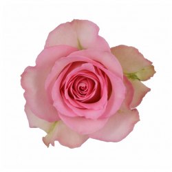 Роза Свит Юник (Sweet Unique)