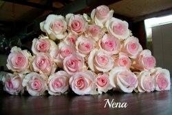 Роза Нэна (Nena)