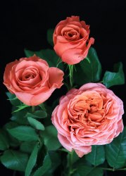 Пионовидная роза Корал Экспрешн (Сoral expression)