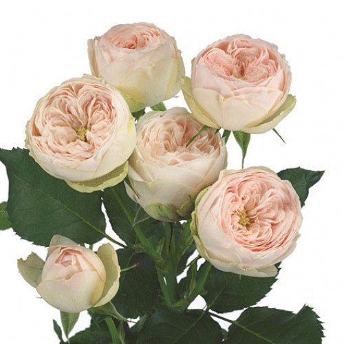 Кустовая пионовидная роза Мэнсвилд Парк (Mansfield Park)