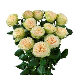 Кустовая пионовидная роза Саммэр Роуз (Summerrose)