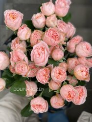 Кустовая пионовидная роза Джоржиа Пич (Georgia Peach)