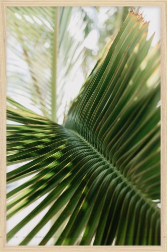 Постер "Пальмовый лист" А2 (40*60 см)