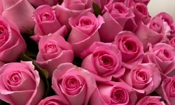 Букет роз "Розовый" 35 роз