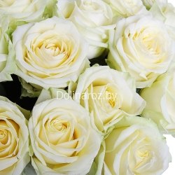 Букет роз "Пышный" 51 роза