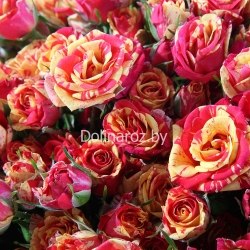 Букет роз "Бурлеск" Кустовые розы