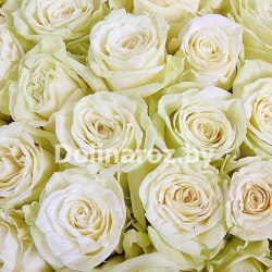 Букет роз "BigMondial" 201 роза
