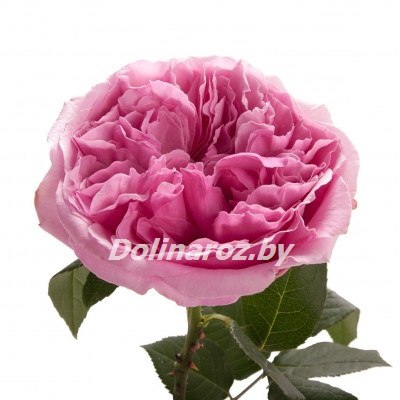 Пионовидная роза Миранда