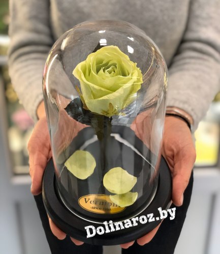 Роза в стеклянной колбе (фисташковая) Mini