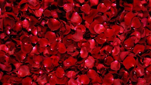 Красные лепестки роз