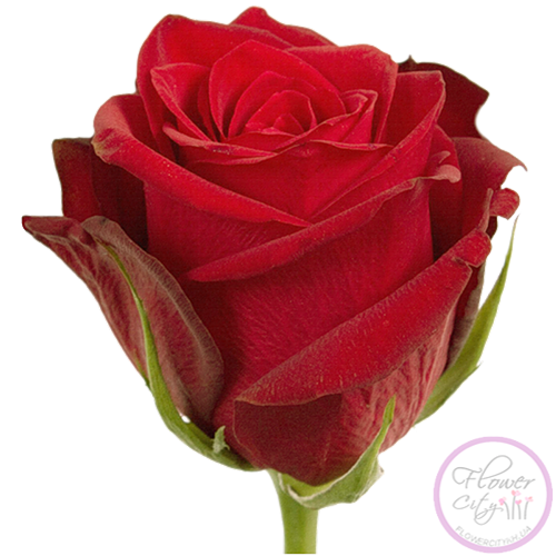 Голландская Роза сорт Freedom 80 см. - 150 см.