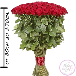 Голландская Роза сорт Freedom 80 см. - 150 см.