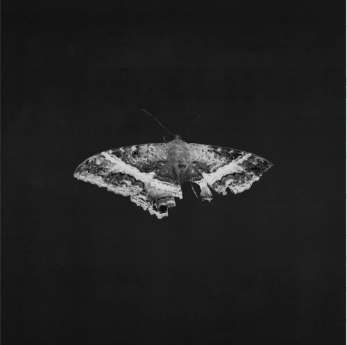 Виниловая пластинка KENDRICK LAMAR - To Pimp A Butterfly (alternative artwork) (Black Vinyl 2LP)