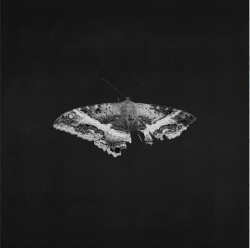 Виниловая пластинка KENDRICK LAMAR - To Pimp A Butterfly (alternative artwork) (Black Vinyl 2LP)