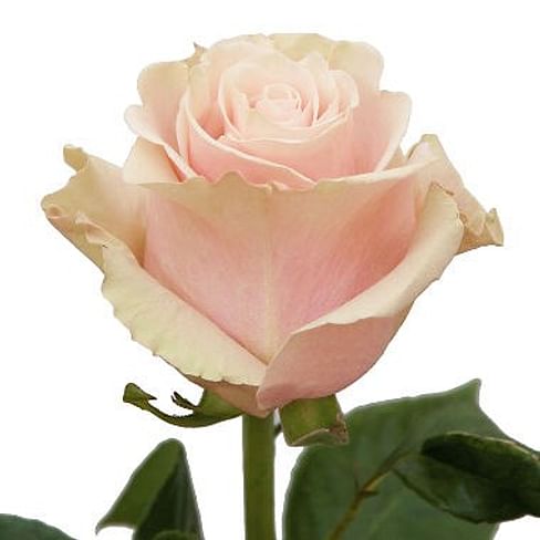 Роза эквадор pink mondial