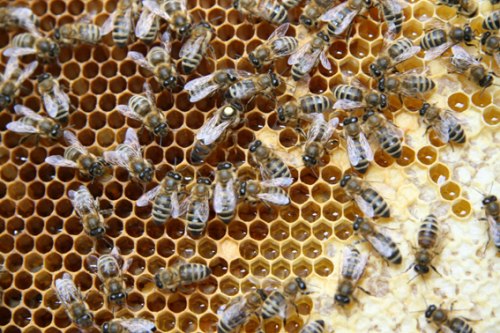 Пчелиные матки (карника)