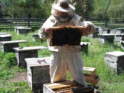 Помощь и услуги по пчеловодству