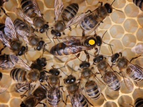 Пчелиные отводки (карника, бакфаст)