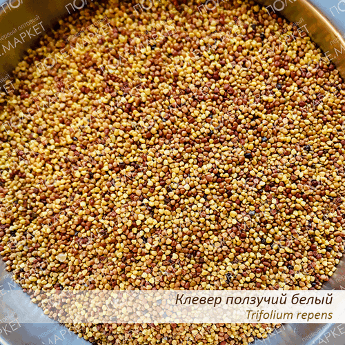 Семена Клевера белого