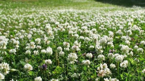 Семена Клевера белого