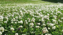 Семена Клевера белого