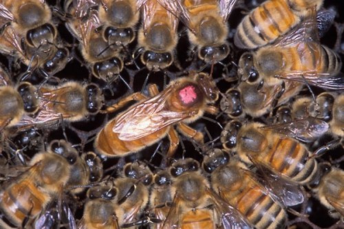 Пчелиная матка плодная (бакфаст)