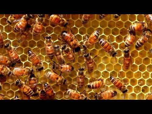 Пчелиная матка плодная (бакфаст)