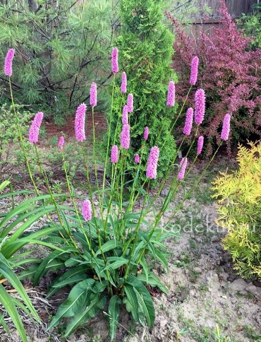 Горец змеиный, змеевик, раковые шейки (корень)