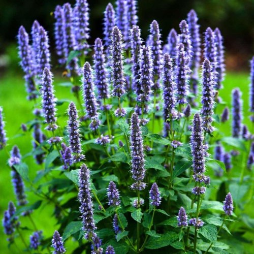 Иссоп (трава)