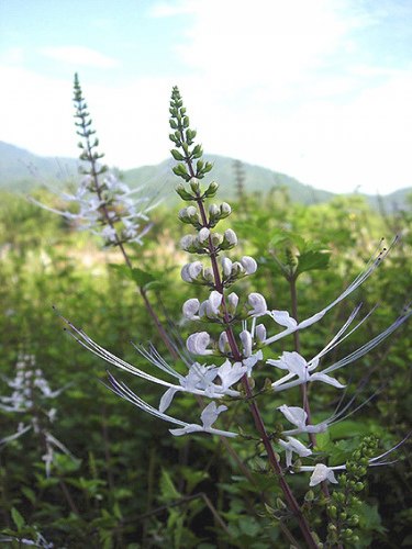 Ортосифон (лист)