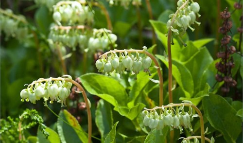 Ортилия однобокая (боровая матка)