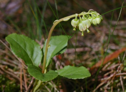 Ортилия однобокая (боровая матка)