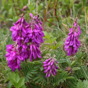 Копеечник забытый (красный корень) Копеечник забытый (красный корень)