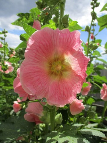 Мальва (сухоцвет)