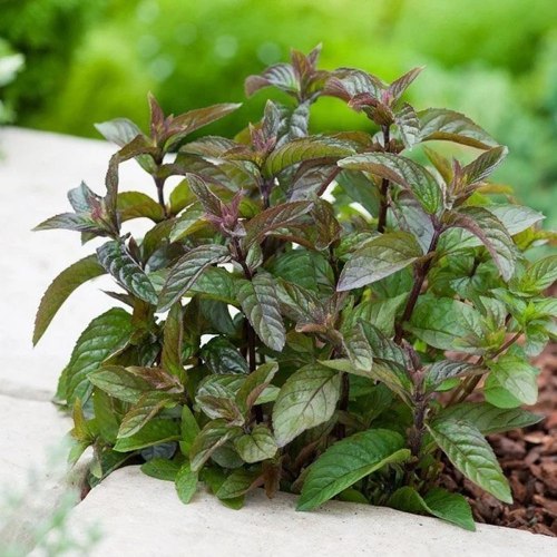 Мята перечная