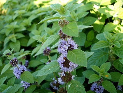 Мята перечная