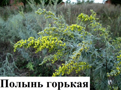 Полынь горькая