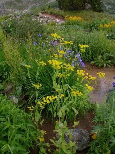 Володушка золотистая (трава)