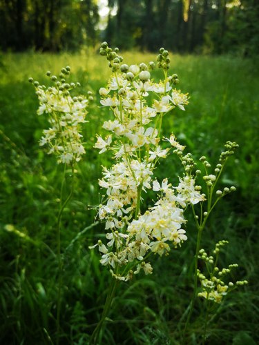 Лабазник (трава)