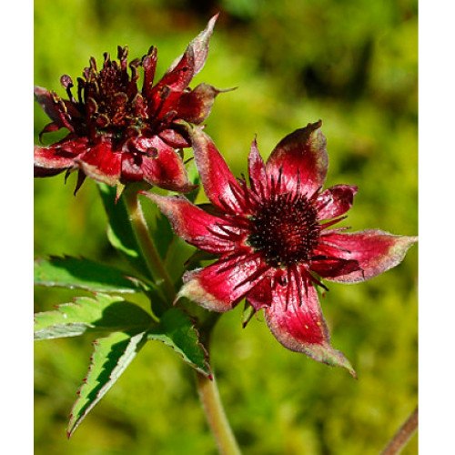 Сабельник болотный