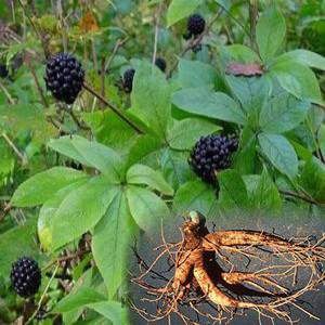 Элеутерококк (корень)