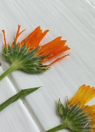 Календула (сухоцвет)