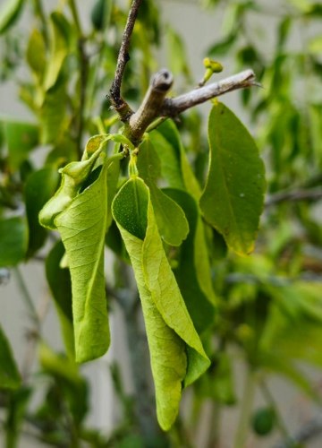 Липа (цветок + лист)