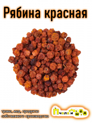 Рябина красная